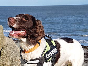 Detector Dog Flynn Helps Seize...